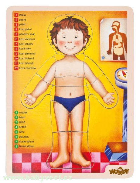 Puzzle lidské tělo anatomie