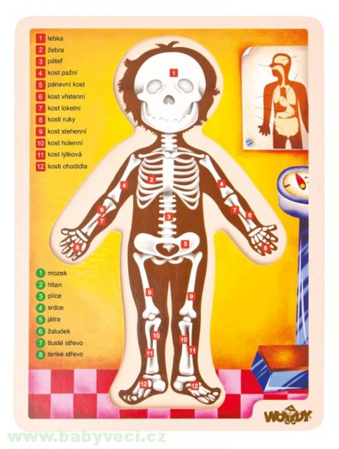 Puzzle lidské tělo anatomie