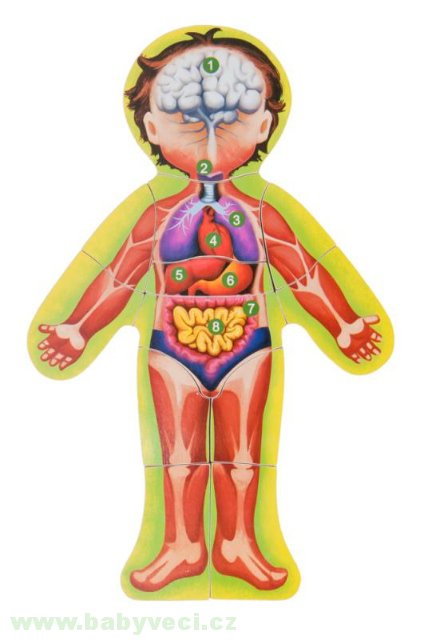 Puzzle lidské tělo anatomie