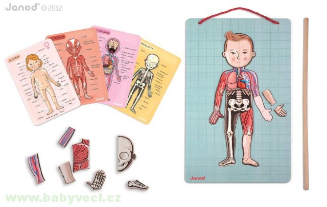 Magnetická skládačka Lidské tělo Bodymagnet > varianta bodymagnet